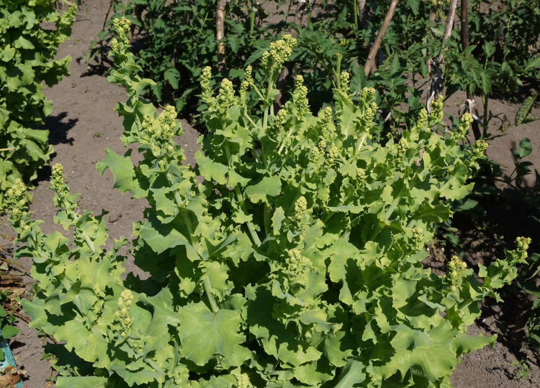 Image of Lactuca sativa specimen.