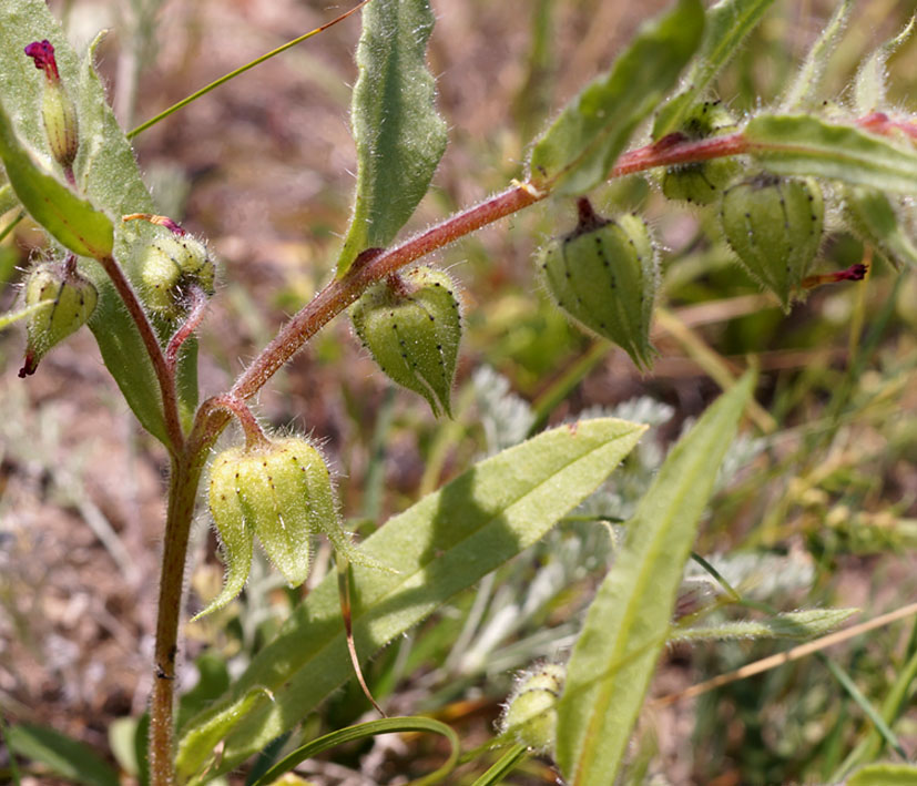 Image of Nonea caspica specimen.