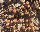 Sedum alberti