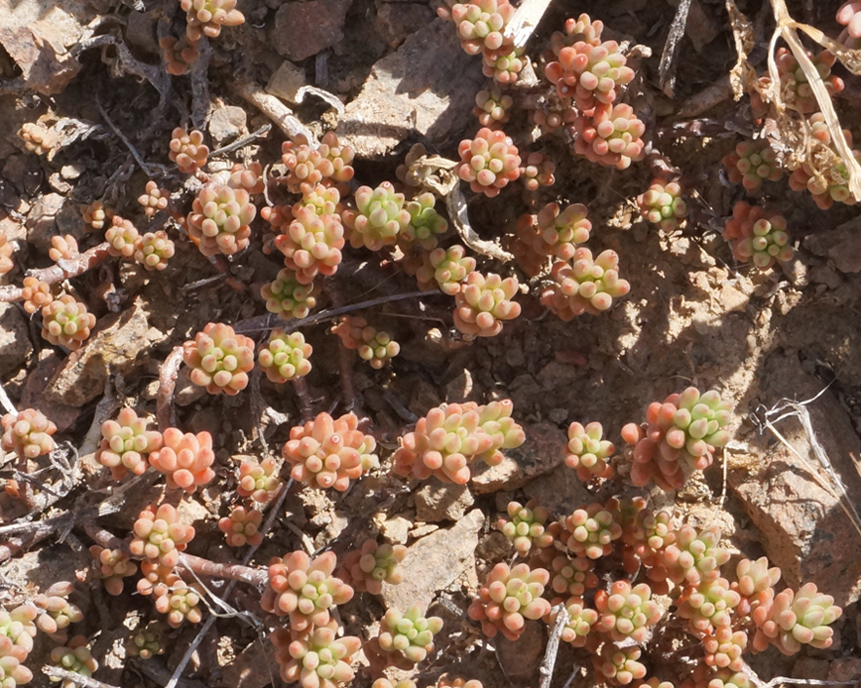 Image of Sedum alberti specimen.
