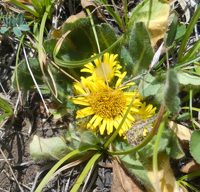 Изображение особи Inula rhizocephala.