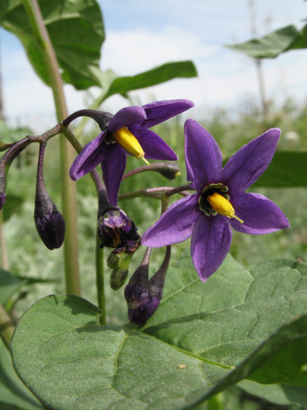 Image of Solanum kitagawae specimen.