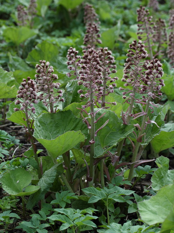 Изображение особи Petasites hybridus.