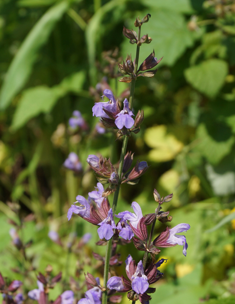 Image of Salvia officinalis specimen.