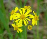 Tephroseris integrifolia