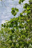 Alnus hirsuta