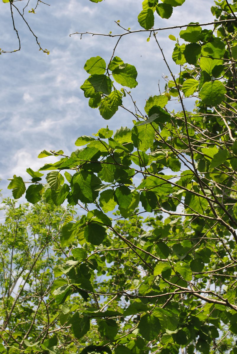 Image of Alnus hirsuta specimen.