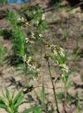 Hierochloe arctica