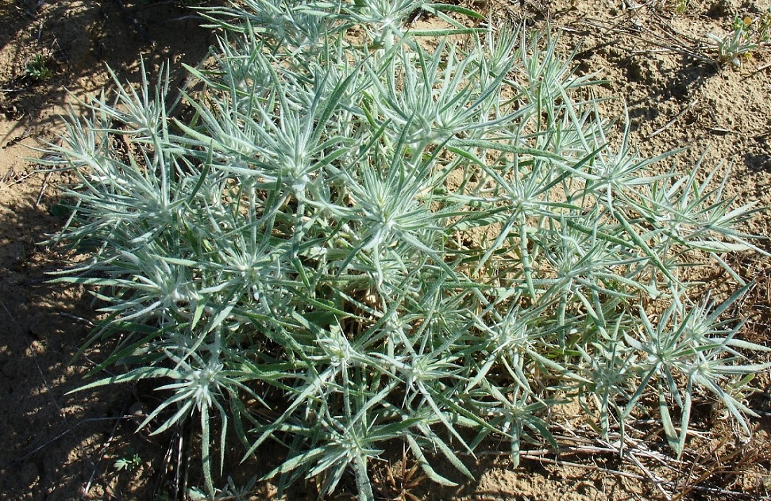 Image of Ceratocarpus arenarius specimen.