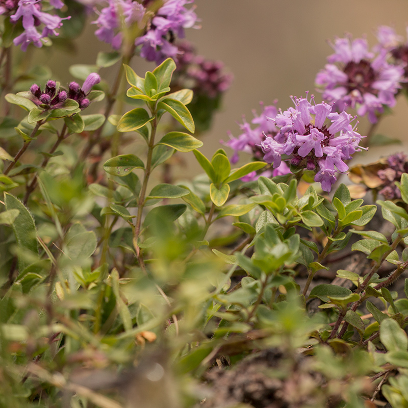 Image of Thymus collinus specimen.