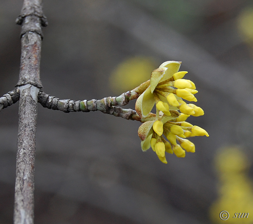 Image of Cornus mas specimen.