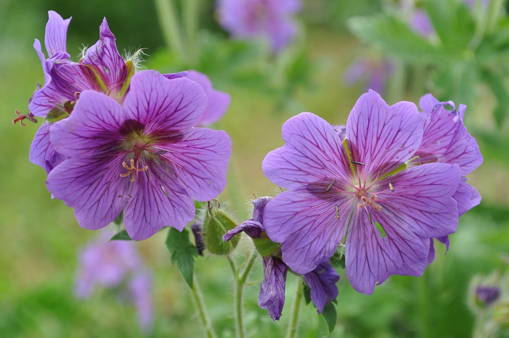 Изображение особи Geranium &times; magnificum.