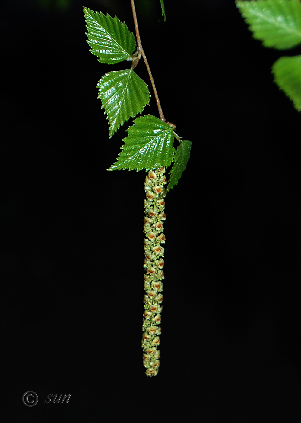 Изображение особи Betula pendula.