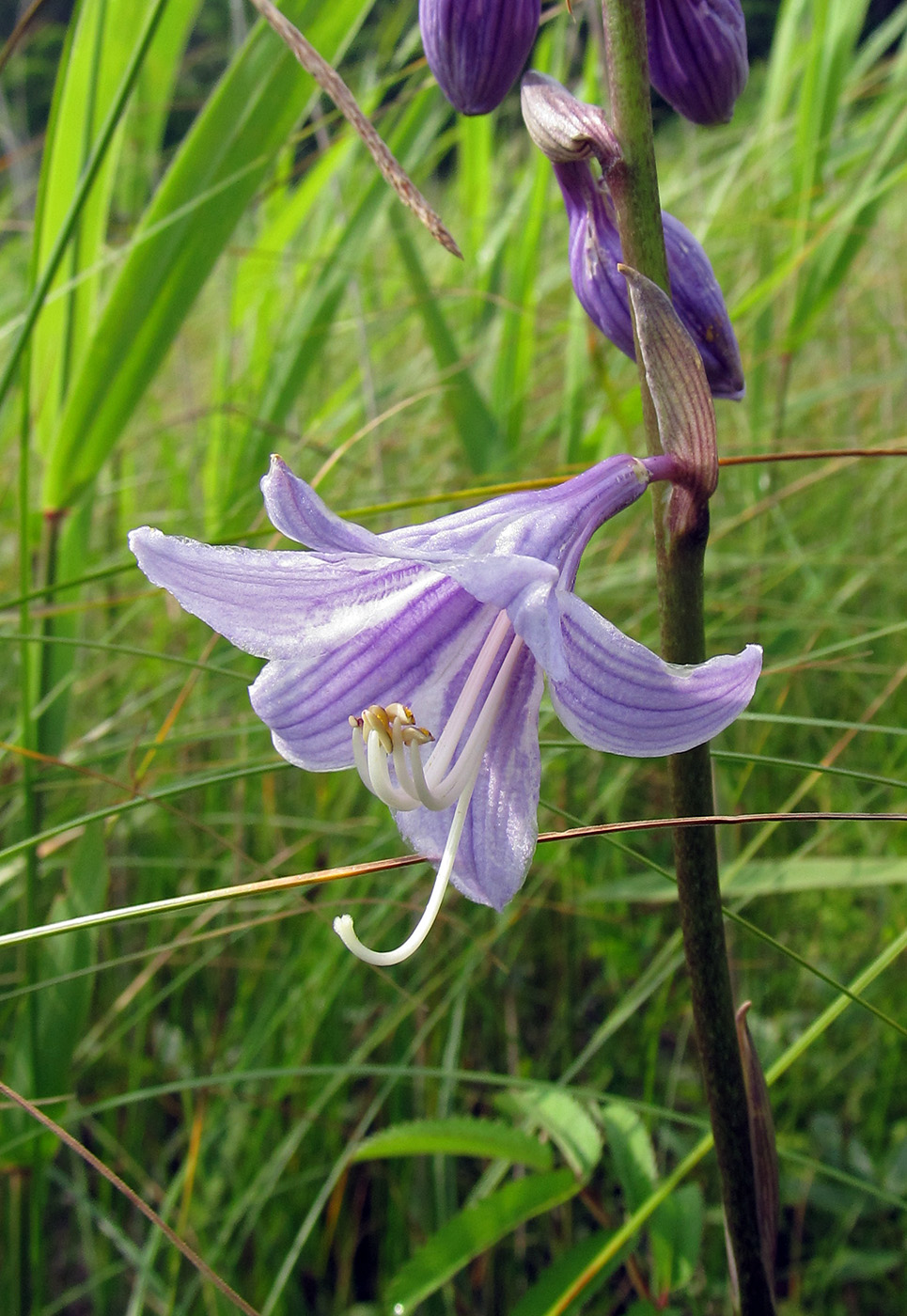 Image of Hosta rectifolia specimen.