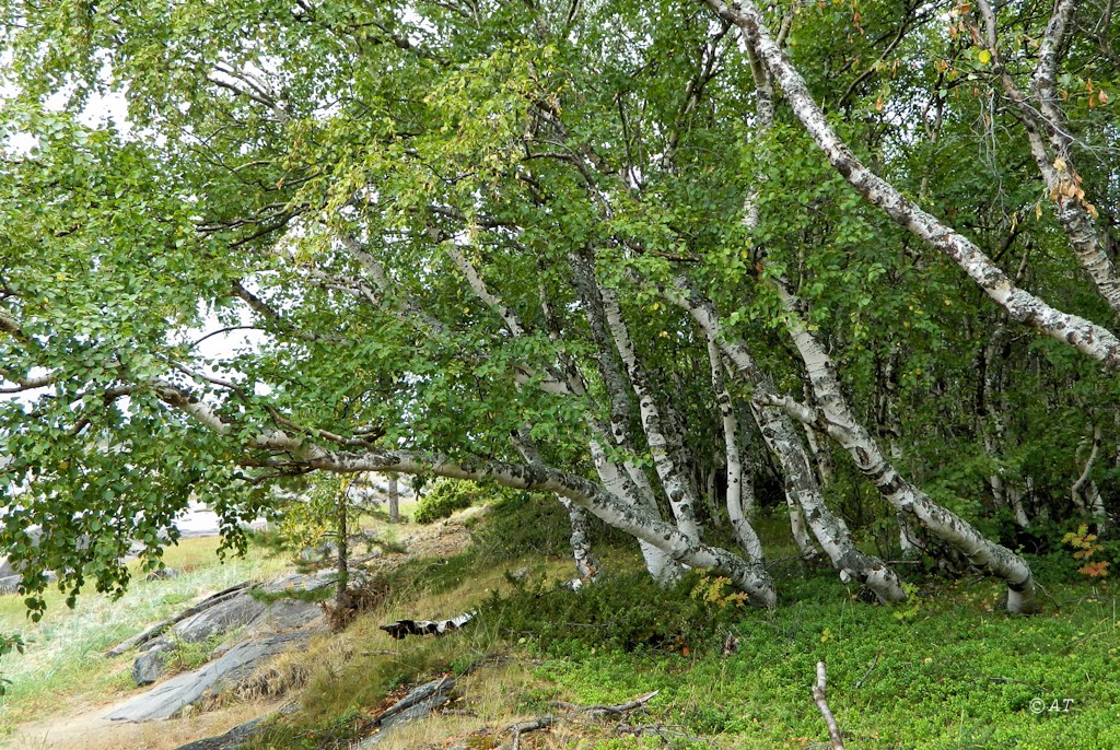 Image of genus Betula specimen.