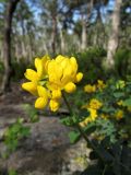 Coronilla valentina subspecies glauca. Соцветие. Испания, Каталония, пров. Жирона, комарка Баш Эмпорда, муниципалитет Санта-Кристина-де-Аро, лес из пробкового дуба в 3-х км от н. пос. Романья-де-ла-Сельва.