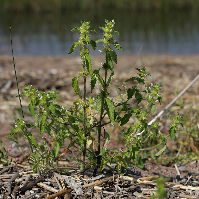 Image of Galeopsis bifida specimen.