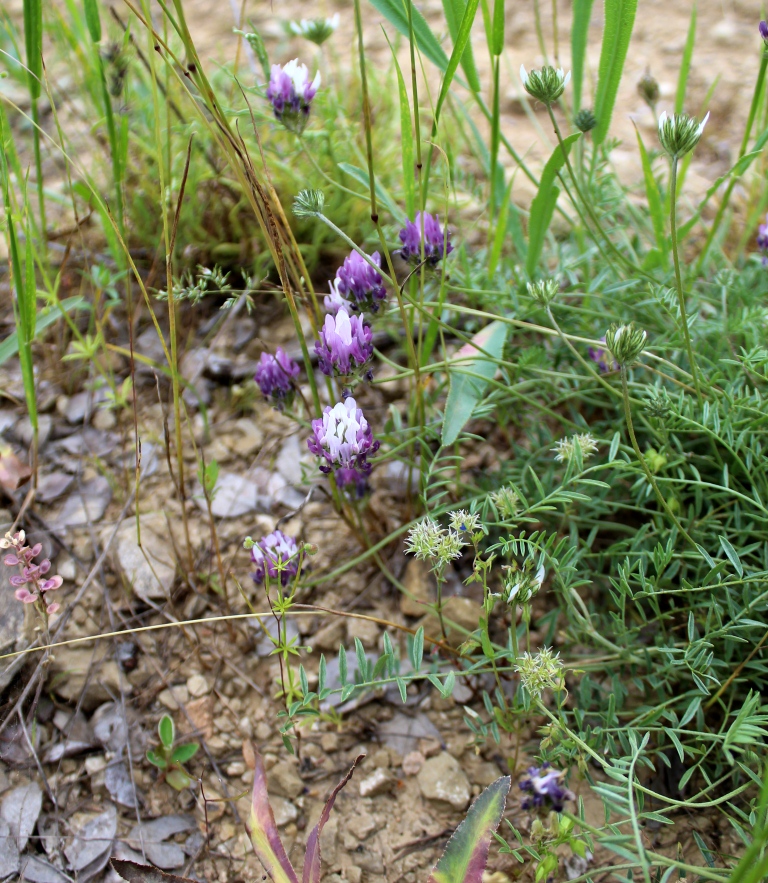 Image of Astragalus elbrusensis specimen.