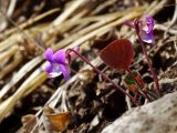 Viola primorskajensis