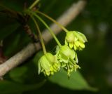 Acer mandshuricum. Соцветие с сидящей личинкой кузнечика. Москва, Главный ботанический сад им. Н.В. Цицина. Май 2016 г.