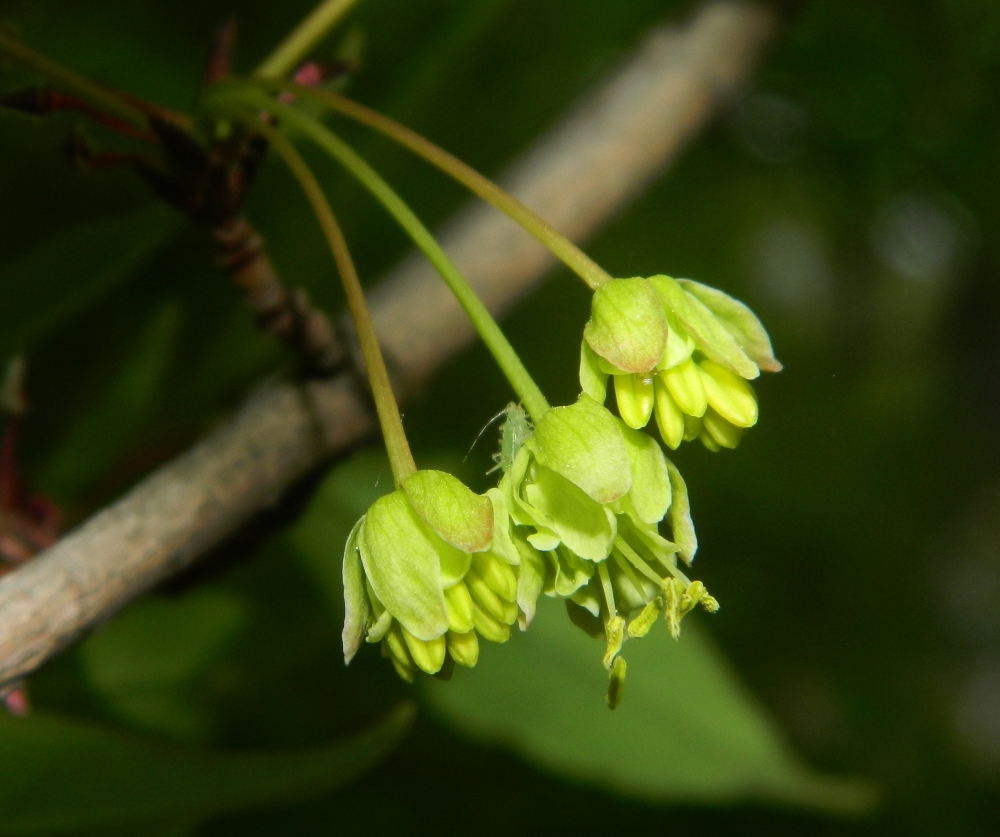 Изображение особи Acer mandshuricum.