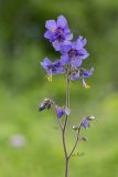 Polemonium laxiflorum