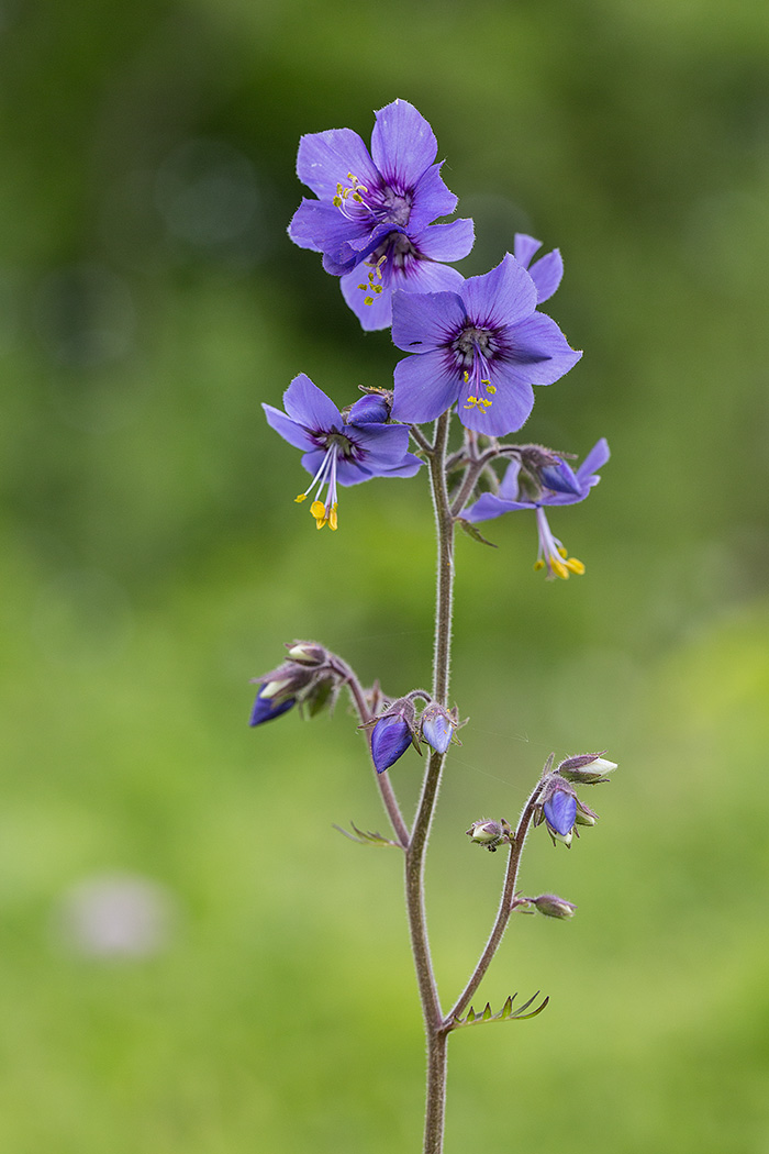 Изображение особи Polemonium laxiflorum.