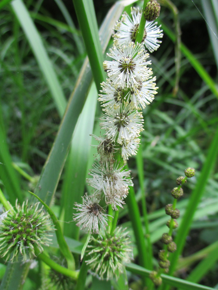 Image of Sparganium microcarpum specimen.