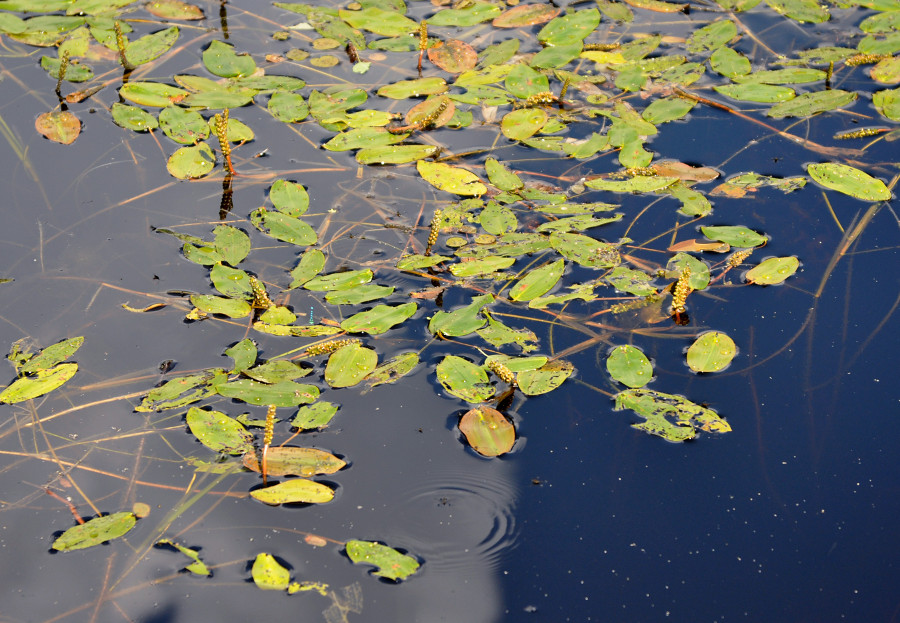 Image of Potamogeton natans specimen.