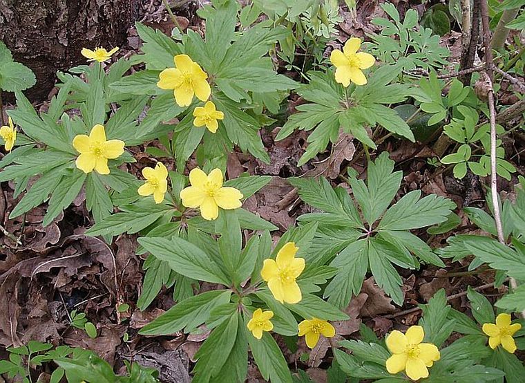 Image of Anemone ranunculoides specimen.