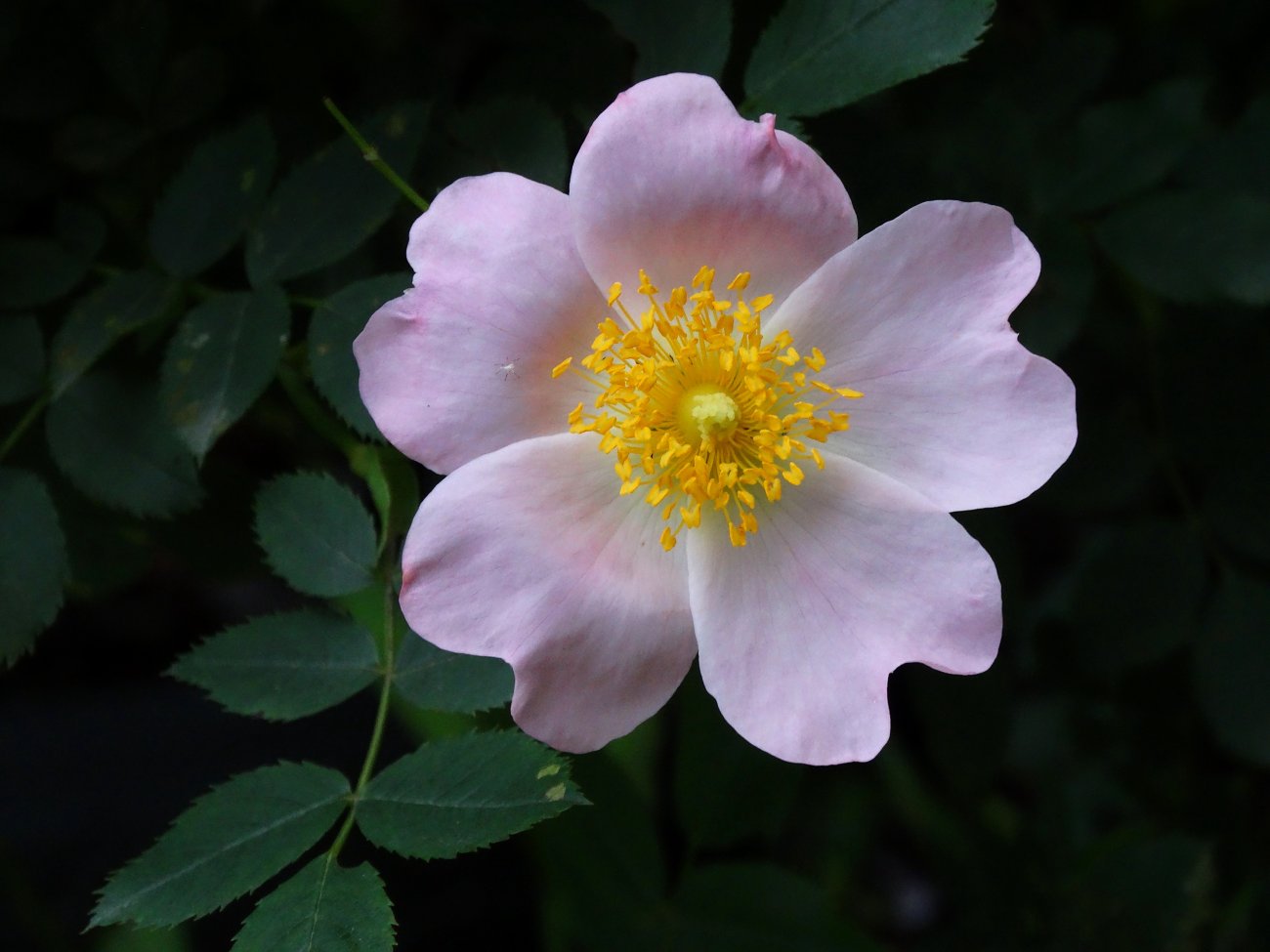 Изображение особи род Rosa.