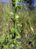 Agrimonia eupatoria