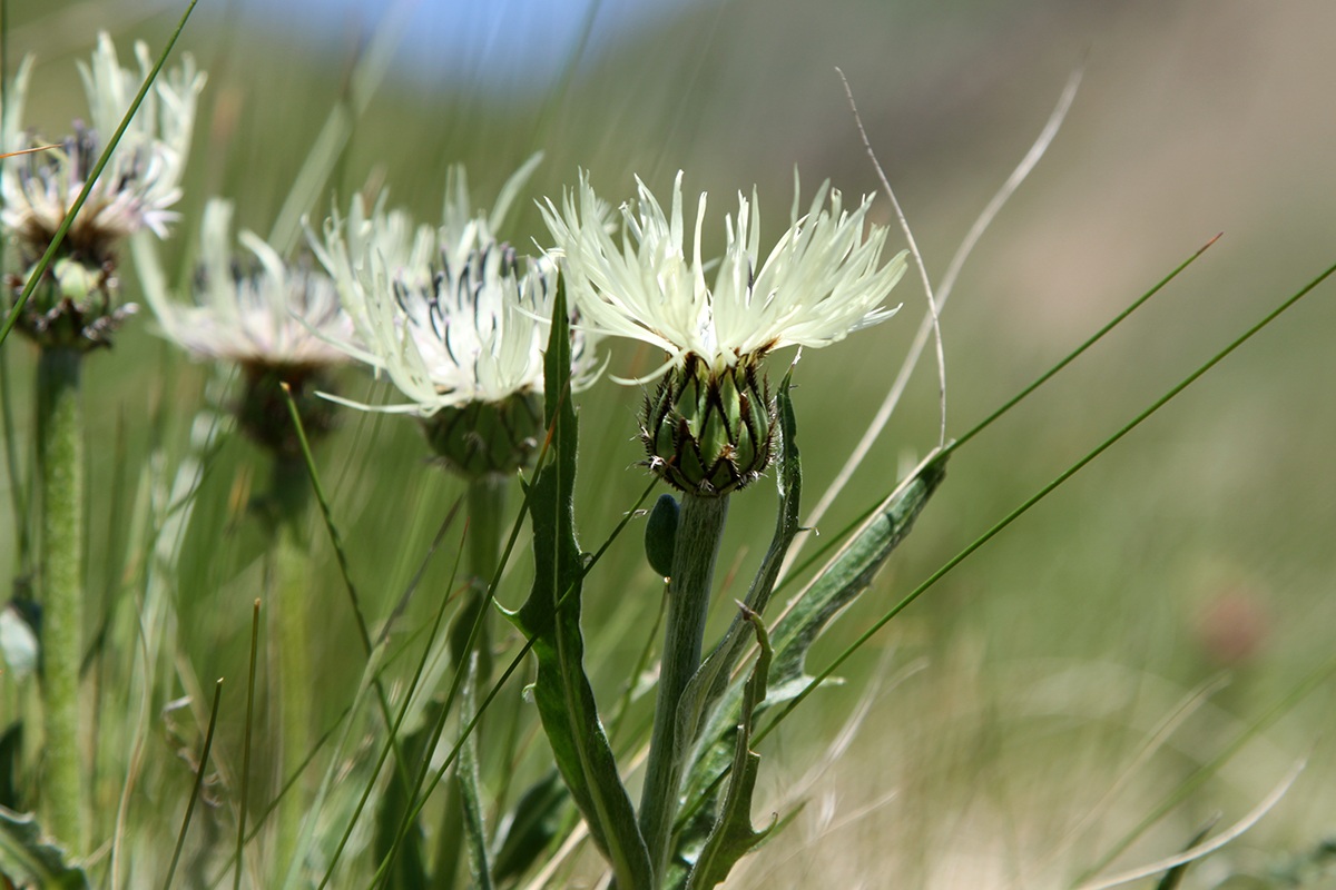 Изображение особи Centaurea cheiranthifolia.