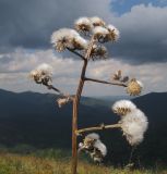 Crepis pannonica. Верхушка плодоносящего растения. Краснодарский край, м/о г. Геленджик, хр. Маркотх, гора Иорданова, выс. ≈ 650 м н.у.м., горный луг. 23.07.2016.