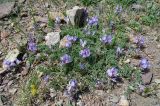 Astragalus argutensis