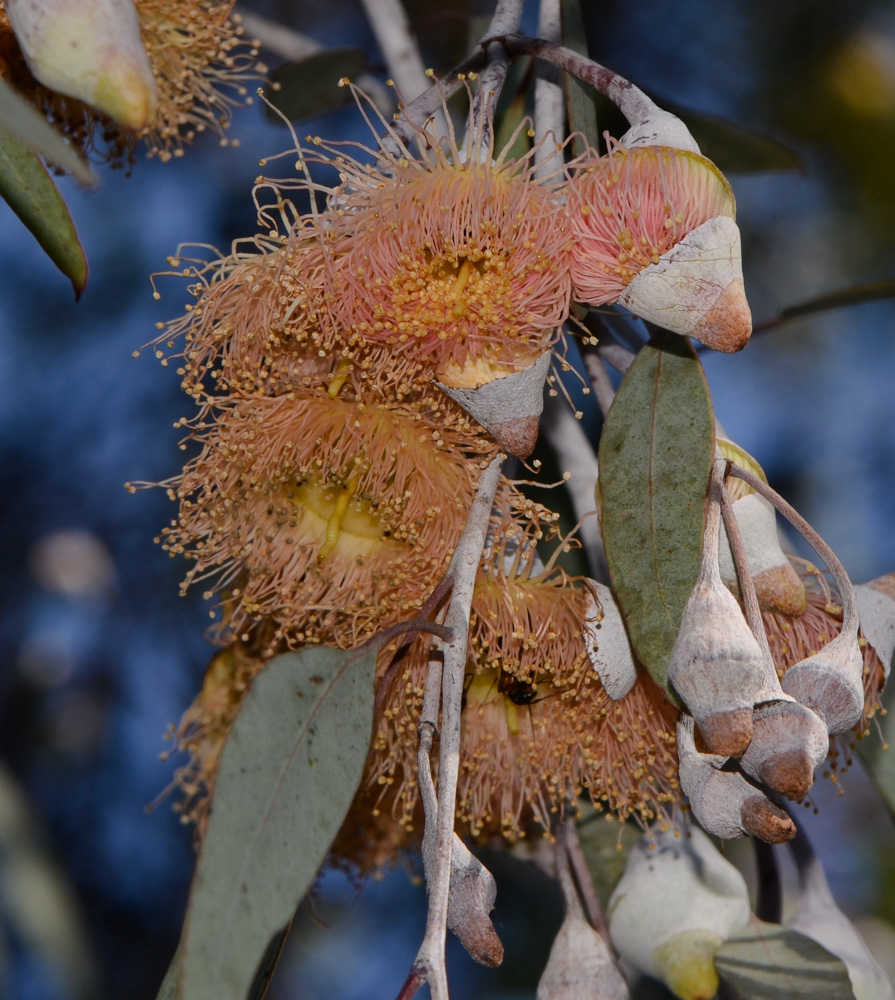 Изображение особи Eucalyptus caesia.