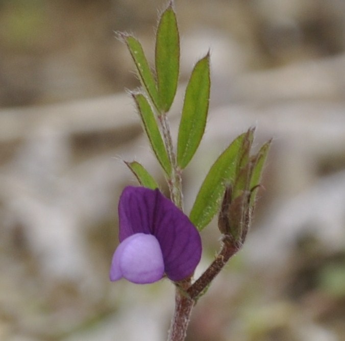 Изображение особи Vicia lathyroides.