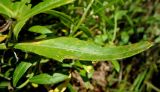 Cirsium setosum