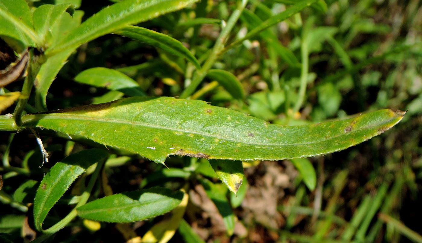 Image of Cirsium setosum specimen.