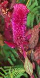 Celosia cristata. Соцветие. Узбекистан, г. Ташкент, Ботанический сад им. Ф.Н.Русанова. 01.09.2016.