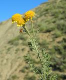 Tanacetum millefolium