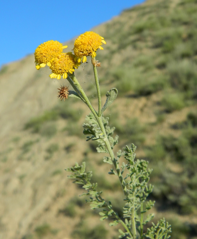 Image of Tanacetum millefolium specimen.