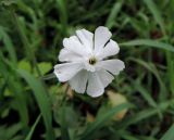Melandrium album