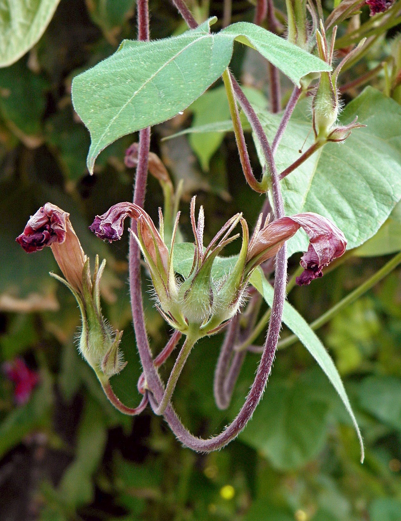 Image of Ipomoea hederacea specimen.