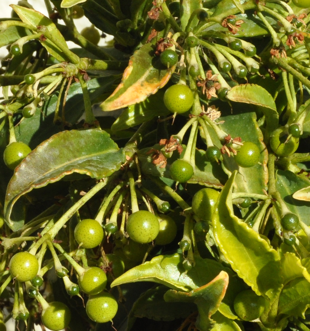 Image of Ardisia crenata specimen.