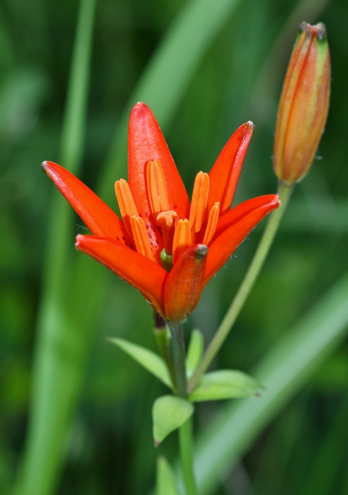 Image of Lilium buschianum specimen.