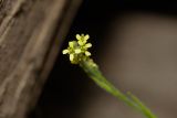 Sisymbrium officinale