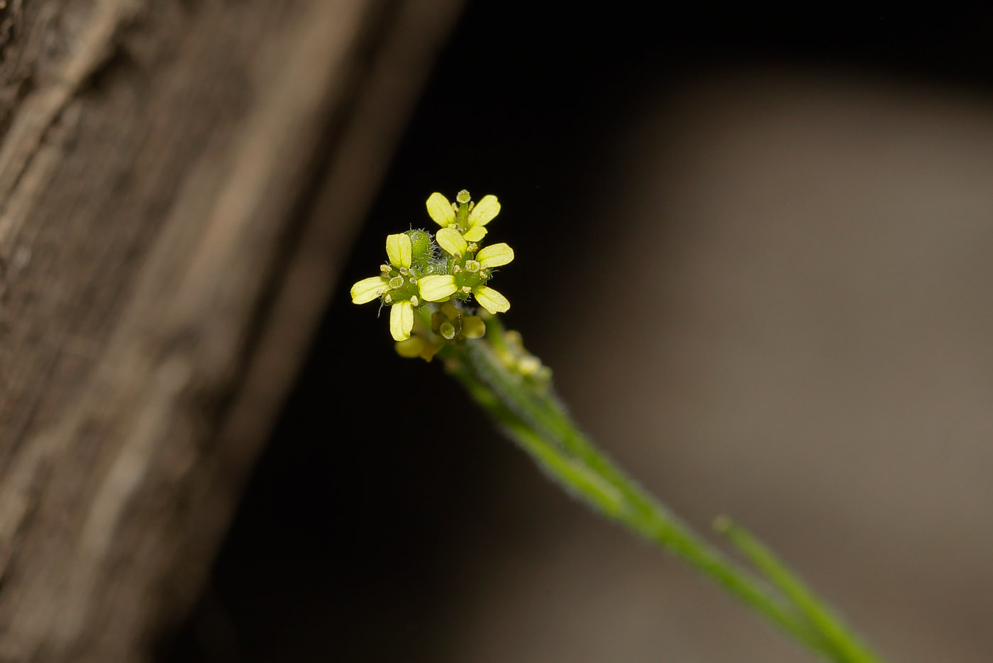 Image of Sisymbrium officinale specimen.