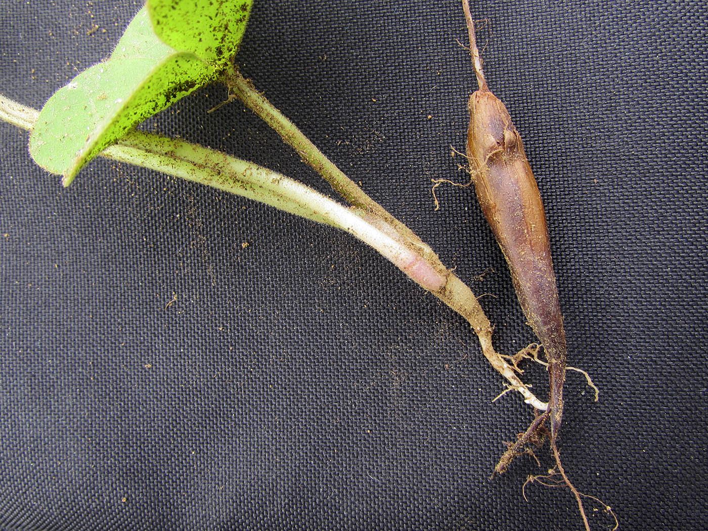 Image of Oxalis bowiei specimen.