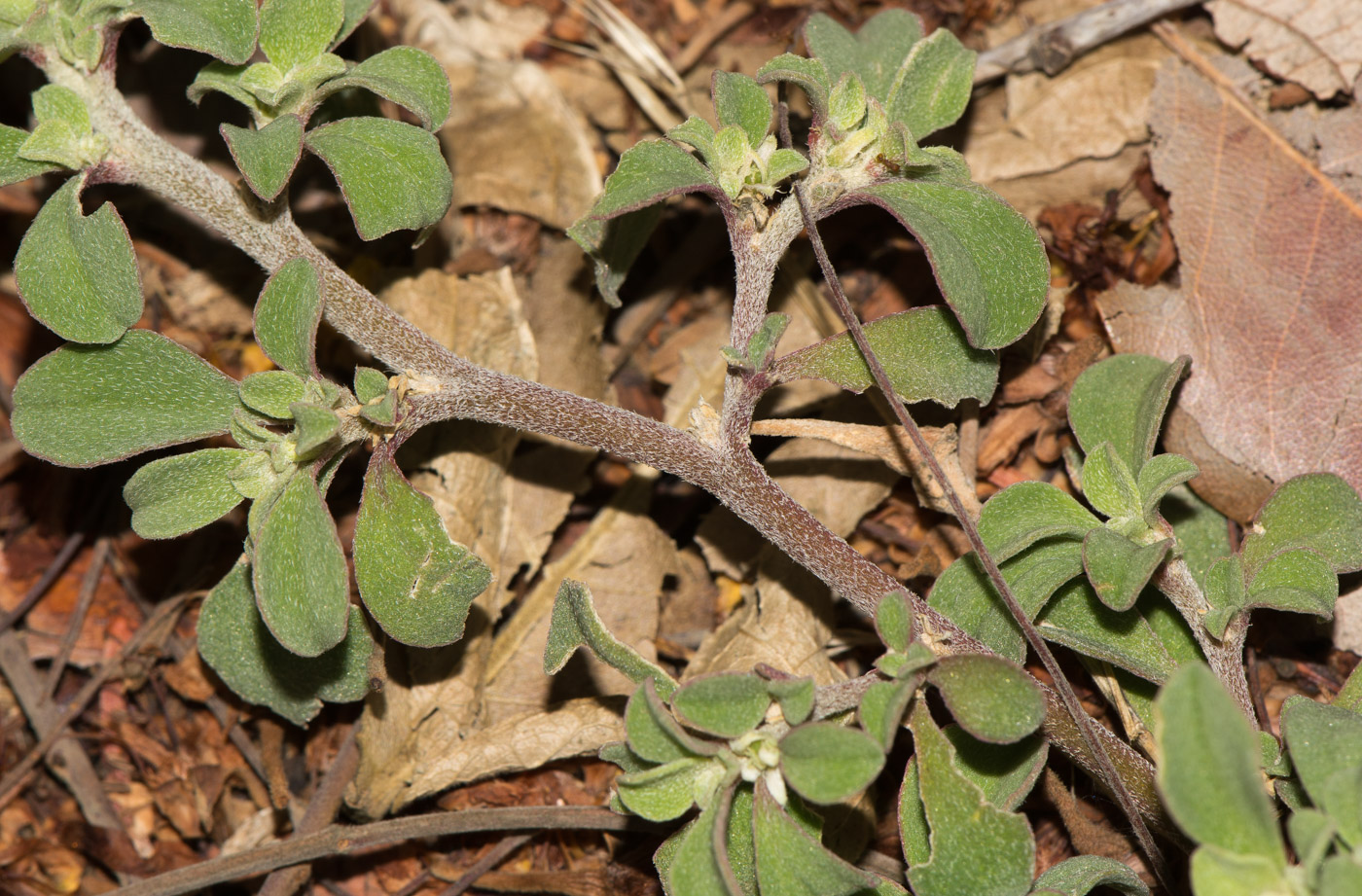 Изображение особи Galenia pubescens.